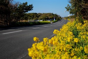 flowerline01